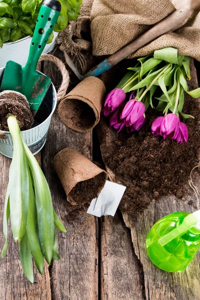 Zahradní Mýtné Jaře Sazenice Izolovaných Bílém Pozadí Kaučuk Narcis Tulipány — Stock fotografie