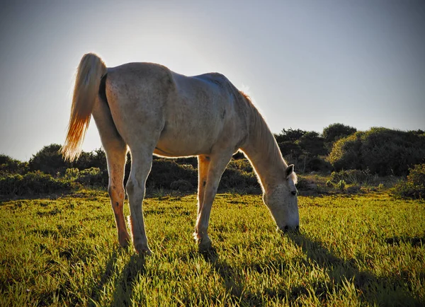 Pferd auf sonniger Weide, Naturpark Cala Millor, Mallorca, Spanien. — Stockfoto