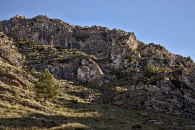 Yalnız ağaç yan kayalar ve çim, bir tepenin üzerinde mavi gökyüzü, betlem, mallorca, İspanya.