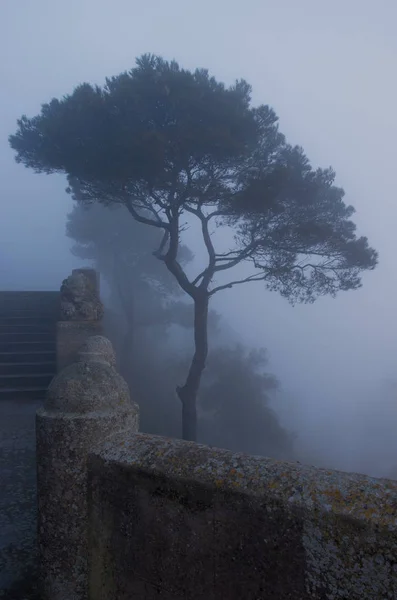 Árvores em névoa e nevoeiro ao lado da parede com estátua e degraus, sant salvador, felanitx, mallorca, espanha . — Fotografia de Stock