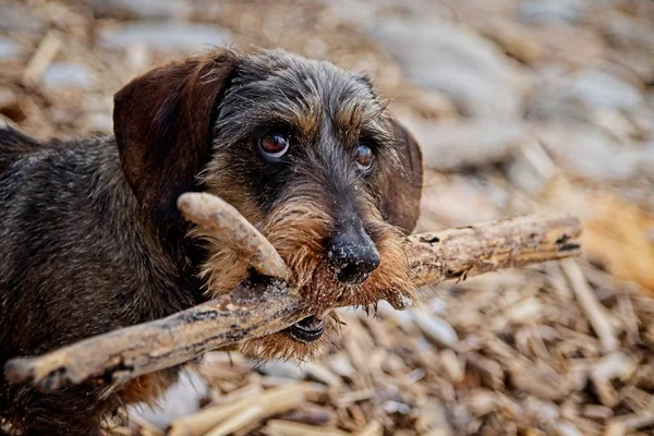 Dachshund, bonito e adorável, com pau na boca, close-up, cor . — Fotografia de Stock