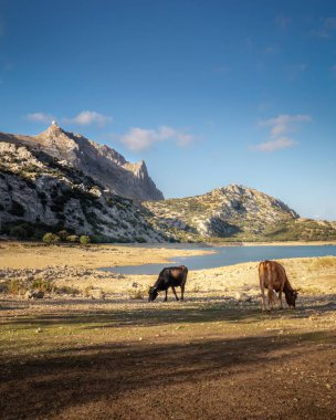 Tramuntana dağları güneşli bir günde mavi gökyüzü, göl rezervuarı, ağaçlar, patikalar ve vahşi yaşam, Mallorca, İspanya