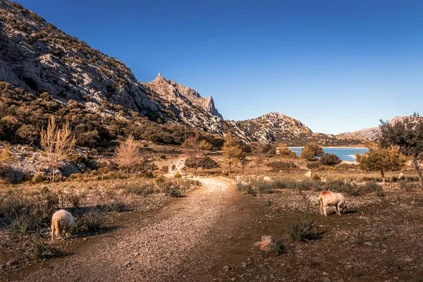 Tramuntana-Gebirge an einem sonnigen Tag mit blauem Himmel, Stausee, Bäumen, Wanderwegen und Wildtieren, Mallorca, Spanien — Stockfoto