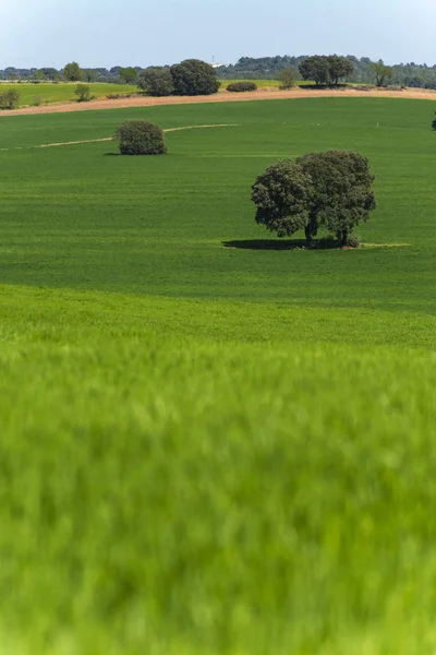Getreidefelder Einsame Bäume Und Ein Weg — Stockfoto