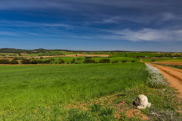 Una Pradera Con Campos Cereales Algunos Árboles Con Una Pista — Foto de Stock