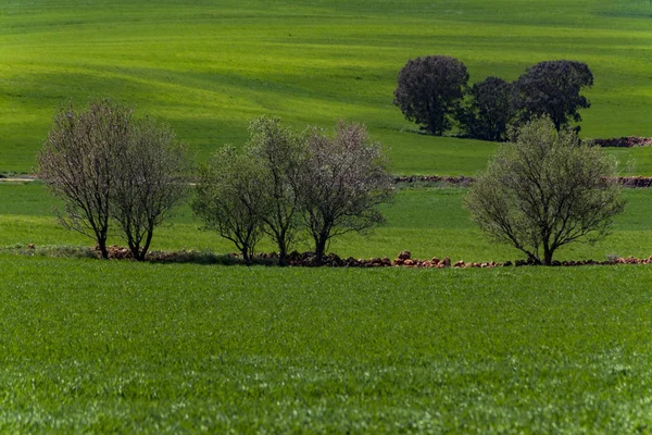Getreidefeld und Steineichen — Stockfoto