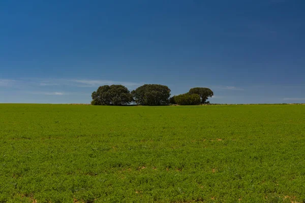 Granen veld, steeneiken en blauwe hemel — Stockfoto