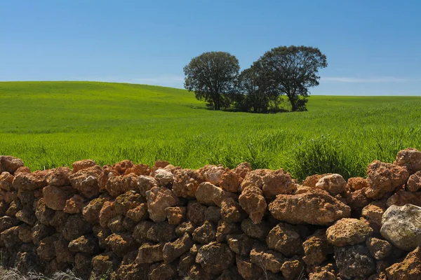 Campo de cereales, encinas y muros de piedra — Foto de Stock