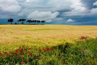 Bazı ağaçlar ve çiçeklerle tahıl alanları