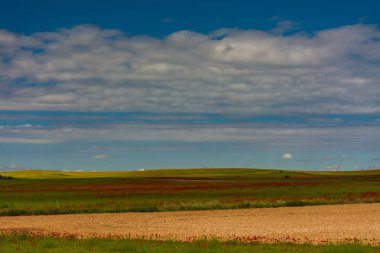 Haşhaş ile tahıl alanları