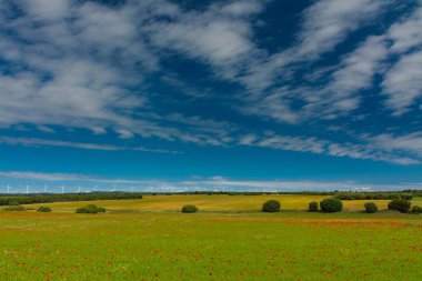 Alanları haşhaş ve yel değirmenleri