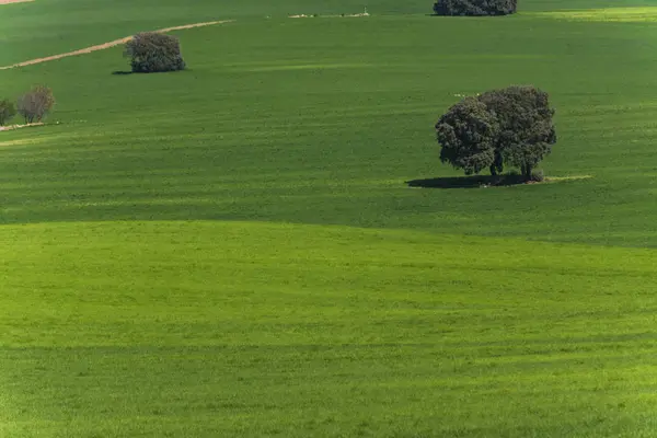 Getreidefeld und Steineichen — Stockfoto