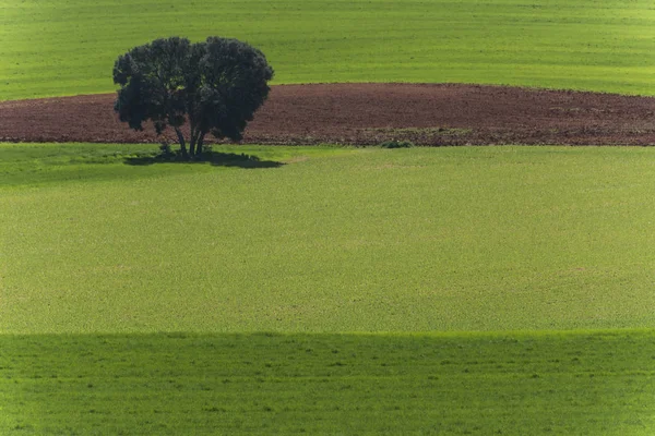 Зерновые поля и дубы — стоковое фото