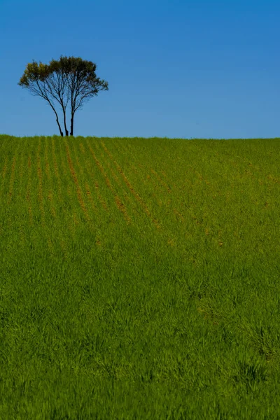 Granen veld, steeneiken en blauwe hemel — Stockfoto