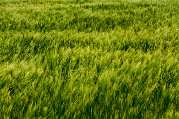 Abstract cereal green field — Stock Photo, Image