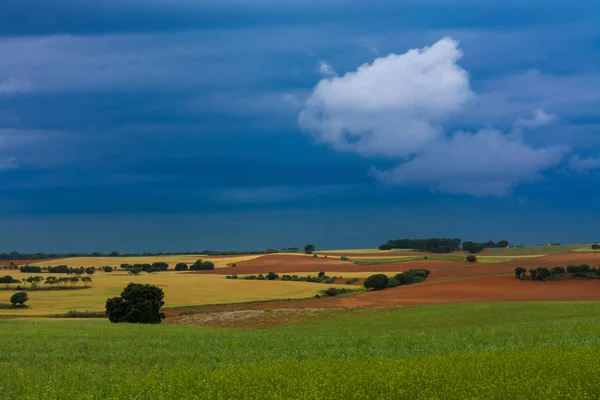 Зерновые поля и облачное небо — стоковое фото