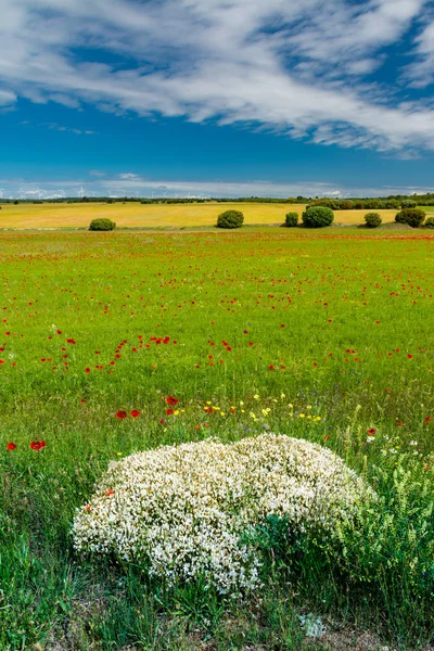 Дикое поле с цветами и деревьями — стоковое фото
