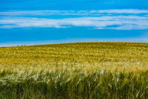 Зерновые поля и голубое небо — стоковое фото