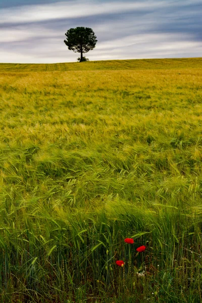 Маки и одно дерево на полях — стоковое фото
