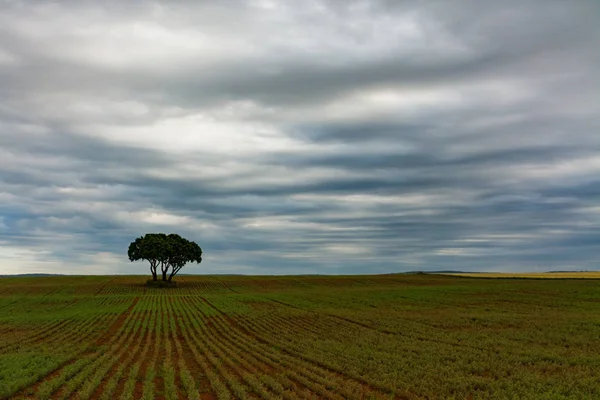 Campo e árvore de grãos cultivados — Fotografia de Stock