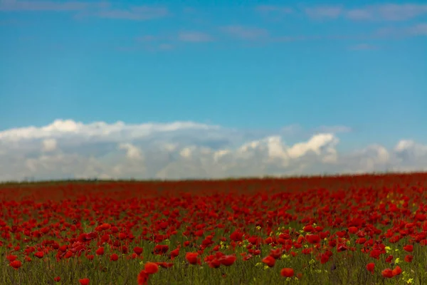 Campo de amapolas y cielo azul — Foto de Stock