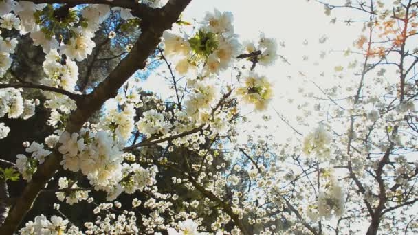 Backlight Árvore Fruto Com Flores Luz Solar Primavera — Vídeo de Stock