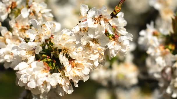 Vita Blommor Och Vissa Grenar Ett Fruktträd Panorera Till Höger — Stockvideo