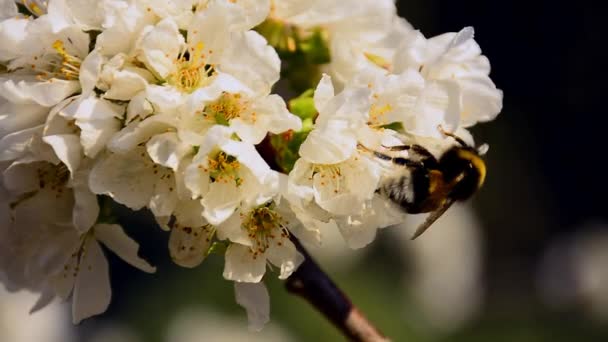 Weiße Blumen in einem Obstbaum — Stockvideo