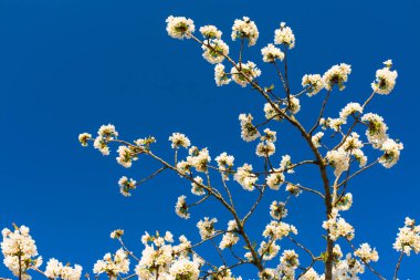 Gökyüzü ile meyve ağacının beyaz çiçekler