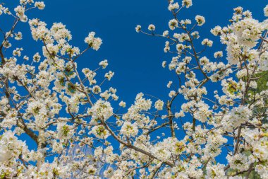 meyve ağacının beyaz çiçekler