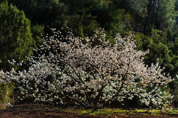 Árbol frutal en flor — Foto de Stock