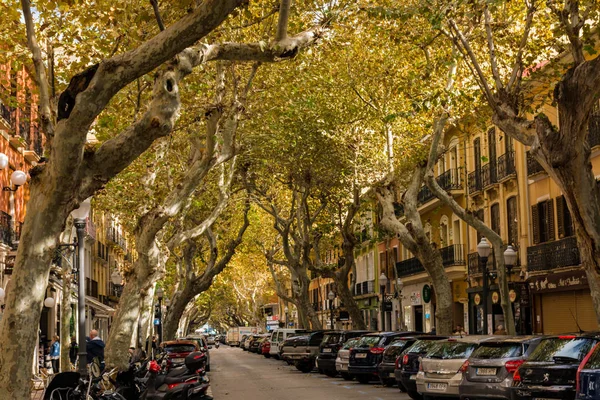 Ağaçların altında ticari sokak — Stok fotoğraf