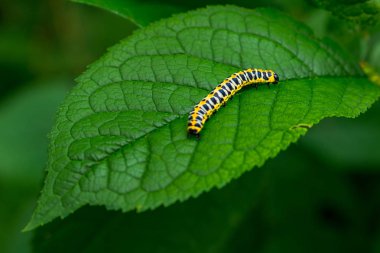 Besleme ve bahçede yeşil yaprak üzerinde sürünerek Papilio Machaon tırtıl. bitki beslenme kelebek caterpillar görüntüsünü makro