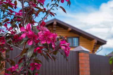 çiçek açan elma ağacı - pembe çiçekler ve cennet elma ağaçlarının yaprakları. bir tuğla üzerinde kırmızı yaprakları ile dekoratif elma ağacı ev arka plan