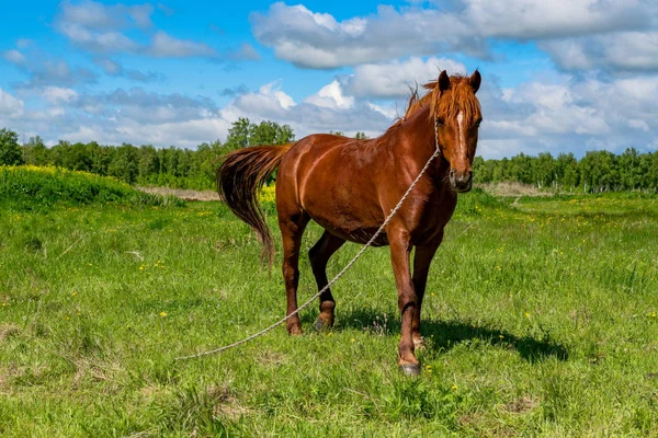 Horse in the green pastures of horse farms. Country summer landscape. A brown horse with a long mane in a green field against a blue sky with clouds