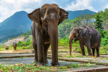 Fil closeup orman ve dağlar bir arka plan üzerinde binme sandalye ile. Turistler ormandaki bir ride fil Tur.