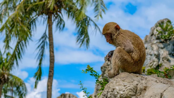 Makákó Egy Kövön Dzsungelben Pálmafák Kék Háttér Vietnam Monkey Island — Stock Fotó