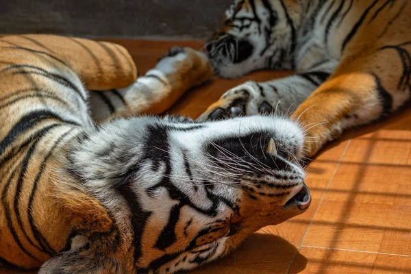 Los Tigres duermen en jaulas en el zoológico. La cabeza y los colmillos de un tigre se acercan — Foto de Stock