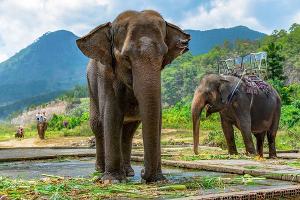 Fil closeup orman ve dağlar bir arka plan üzerinde binme sandalye ile. Turistler ormandaki bir ride fil Tur.