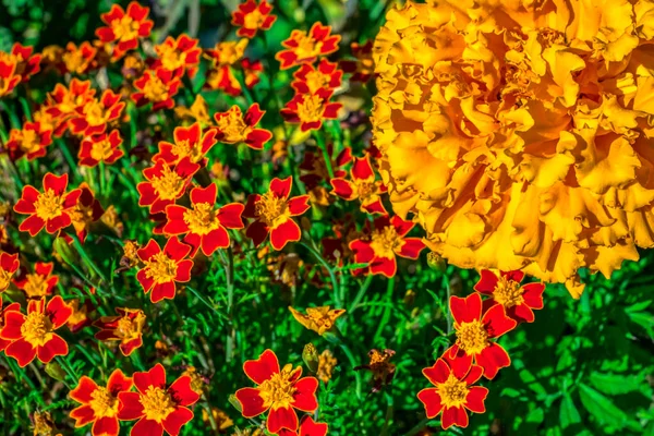 Blüten Sind Dünnblättrige Ringelblumen Wunderschöne Orange Rote Ringelblumenblüten Blätter Garten — Stockfoto