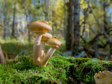 Orman mantar tatlım agaric çim kapatın. Mantar toplama. yenilebilir mantar armillaria