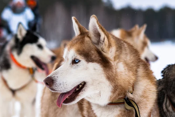 Trineos Para Perros Carreras Gente Trineo Equipo Husky Deporte Invierno —  Fotos de Stock