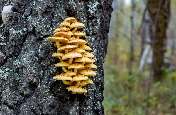 Falso Mel Agárico Floresta Cogumelos Crescem Tronco Bétulas Colheita Cogumelos — Fotografia de Stock