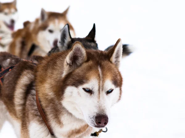 Гоночних Саней Собаку Люди Саней Команда Хаски Зимовий Спорт — стокове фото
