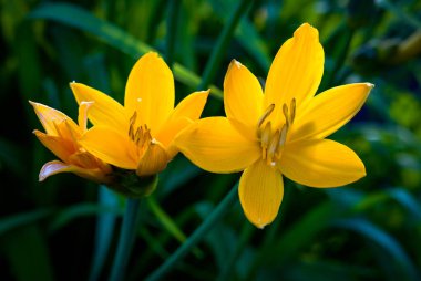 bahçede sarı daylilies yakın yukarı