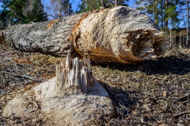 ormandaki ahşap kazınmış Beavers