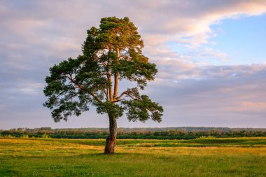 Yalnız ağaç yaz aylarında gün batımında. temiz bir alanda büyük budaklı çam
