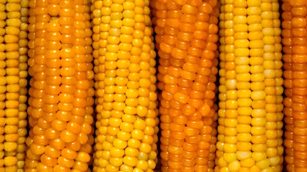 Спелый Желтый Кукуруза Початках Крупным Планом — стоковое фото