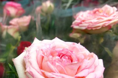 Pembe Gül çiçek çiçek pazarında. Fotoğraf kadar kapatın. Romantik aşk ve doğum günü ve Sevgililer günü hediyesi