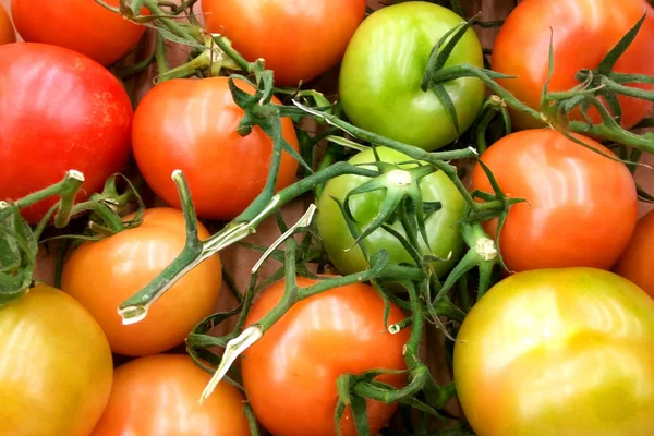 Frisch Sortierte Bunte Tomaten Mit Grünen Blättern Und Zweigen Hintergrund — Stockfoto